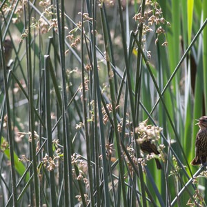 Dr. Rod Coler Audubon Nature Trail
