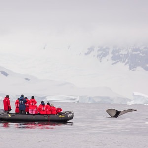 Meet Happywhale, the App That Identifies and Tracks Whales