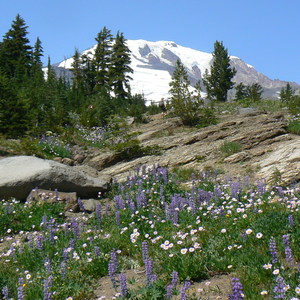 Round the Mountain Trail