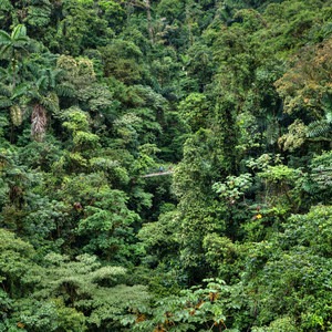 Mistico Arenal Hanging Bridges Park