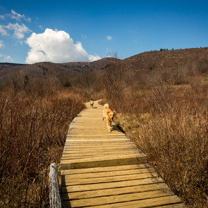 Graveyard Fields