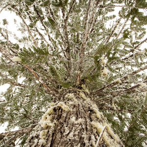 Crosstown Ski + Snowshoe Trail