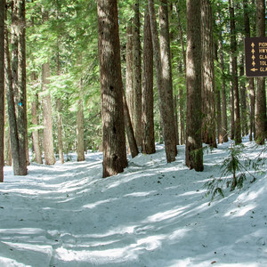 Glacier View Ski + Snowshoe Loop Trail