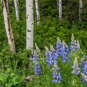 Animas Overlook Trail
