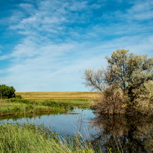 Trail of the Mourning Dove