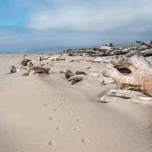 Nehalem Jetty Trail