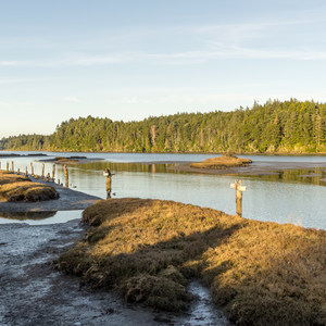 South Slough Loop Hike