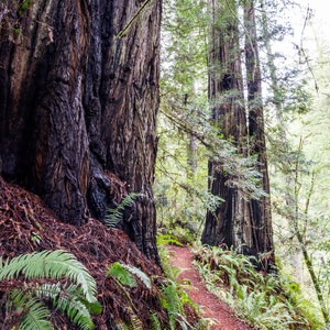 Redwood Nature Trail