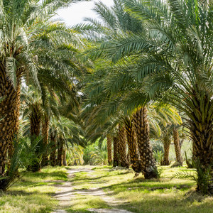 China Ranch Date Farm