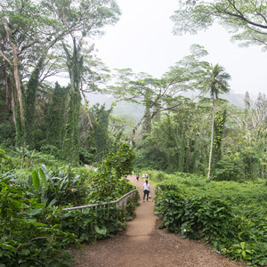 Mānoa Falls Hike