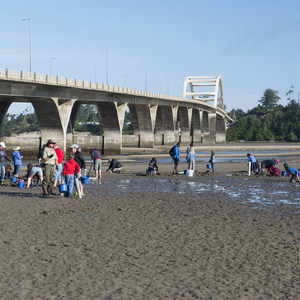 Alsea Bay Clamming