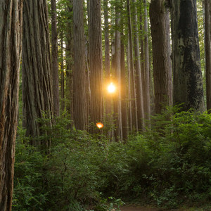 Miner's Ridge Trail, Prairie Creek to Gold Bluffs Beach