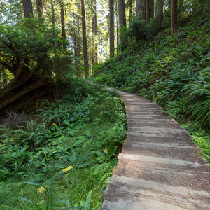 James Irvine Trail, Prairie Creek to Fern Canyon