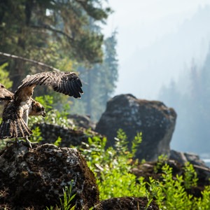 Osprey, a Species Returned from the Brink