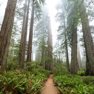 Lady Bird Johnson Grove