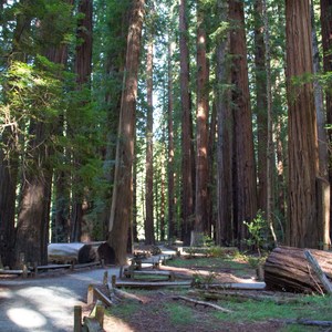 Richardson Grove State Park