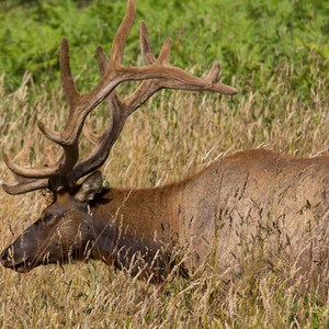Prairie Creek Roosevelt Elk