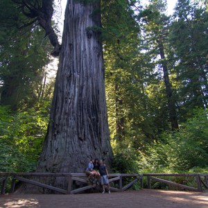 Big Tree Wayside