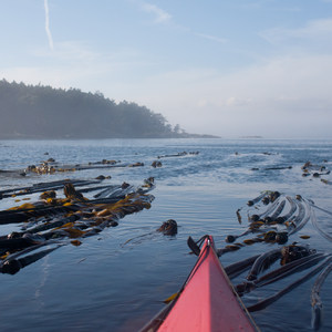 Anacortes to Friday Harbor Sea Kayaking