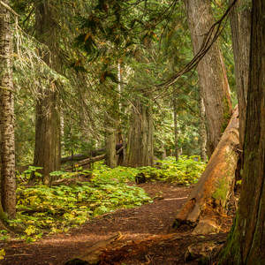 Ancient Cedars Trail Hike