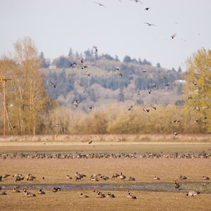 Ankeny National Wildlife Refuge