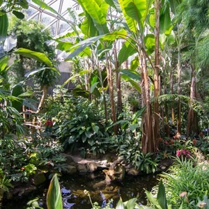 Bloedel Conservatory