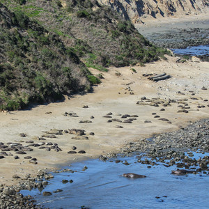 Elephant Seal Overlook
