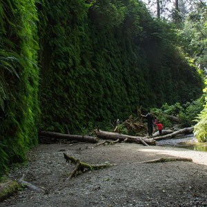 Fern Canyon