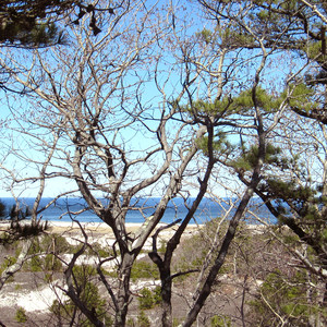 Crane Beach + Crane Wildlife Refuge