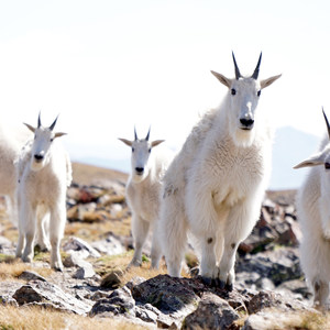Buffalo Cabin + Buffalo Mountain Hike
