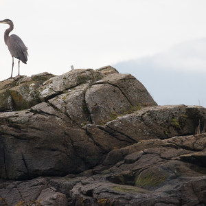 Burrows Island Sea Kayaking