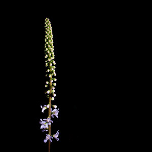 Little Bearwallow Mountain