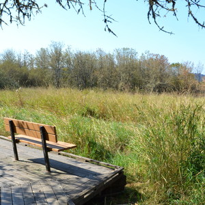 Jackson-Frazier Wetland