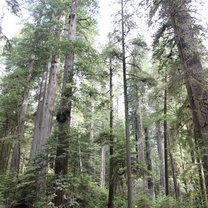Boy Scout Tree Trail