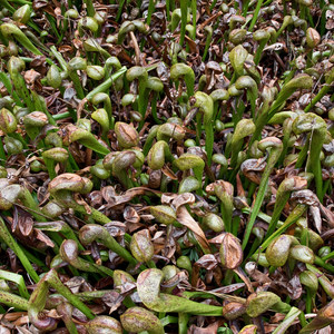 Darlingtonia State Natural Site