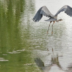 Fall in Oregon Is For the Birds