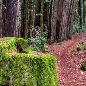 Phleger Estate Loop Hike