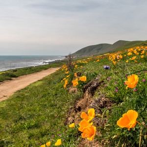 Harmony Headlands State Park