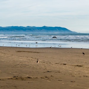 Cayucos Dog Beach