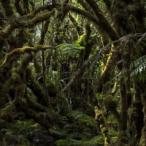 Kamakou Preserve + Pepe'opae Bog Trail