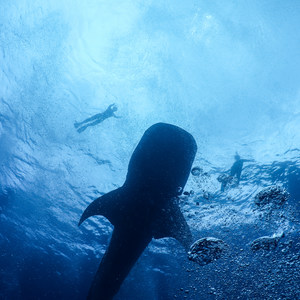 Gladden Spit + Silk Caye Marine Reserve