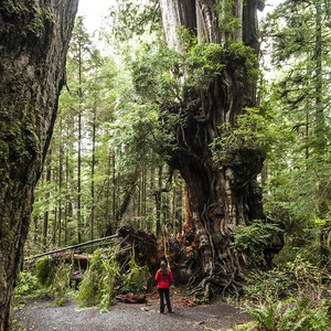Kalaloch Big Cedar Tree + Grove