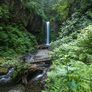 Larch Mountain Trail