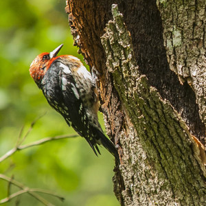 Mount Talbert Nature Park