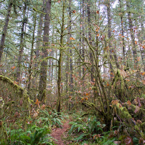 Alderwood State Wayside