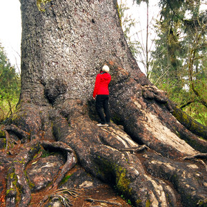 Quinault Giant Sitka Spruce