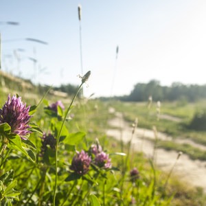 Sandy River Delta, Thousand Acres Park