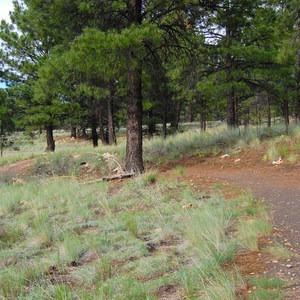 Campbell Mesa Trails