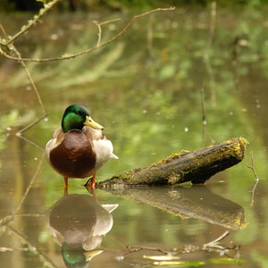 Pittock Bird Sanctuary Nature Trail