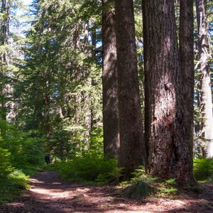 The Now Hidden Legacy of Logging in the Columbia River Gorge